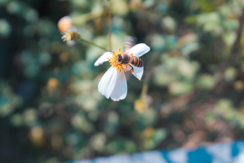 千库网_阳光下正在采蜜蜜蜂摄影图_摄影图编号37872.jpg
