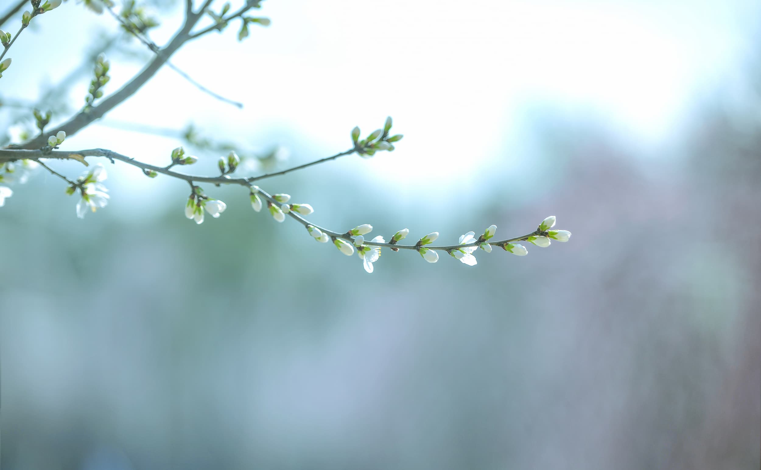 千库网_桃花独支上午桃花虚化素材摄影图配图_摄影图编号156313 (1).jpg