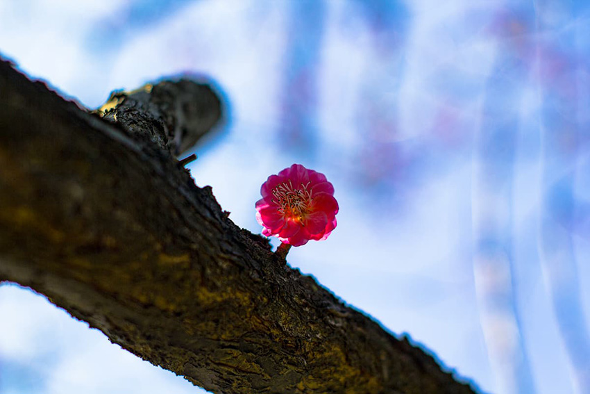 千库网_自然美早晨红色梅花花朵特写摄影图配图_摄影图编号229475(1).jpg