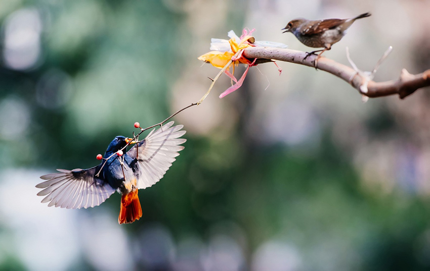 Hummingbird on the branch.JPG