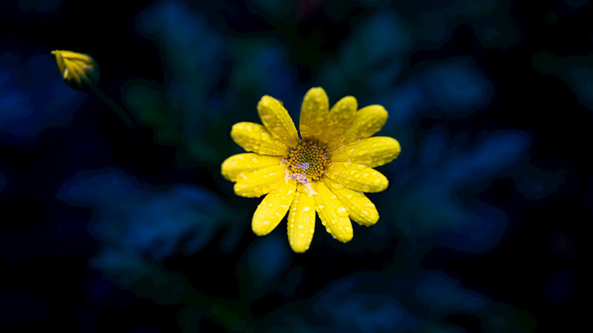 千库网_雨后植物黄色小花高清图片_摄影图编号41582.JPG