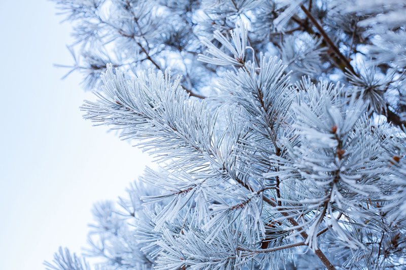 千库网_冬季美景落满小雪的松树枝_摄影图编号144956.jpg