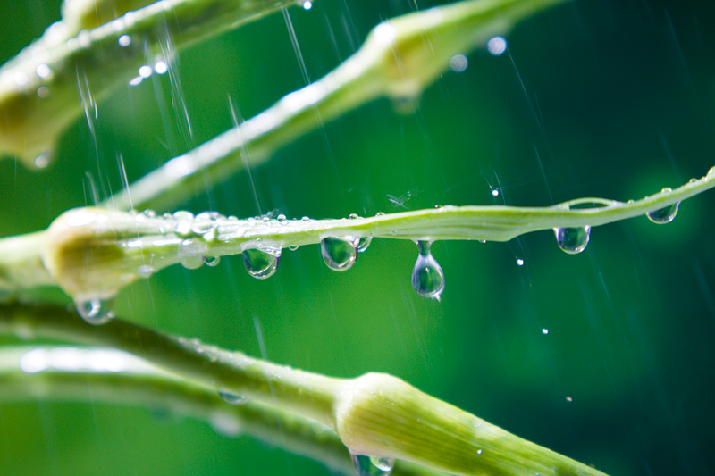 雨水.jpg